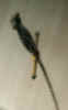 ESPADAS AS.jpg (17645 bytes)